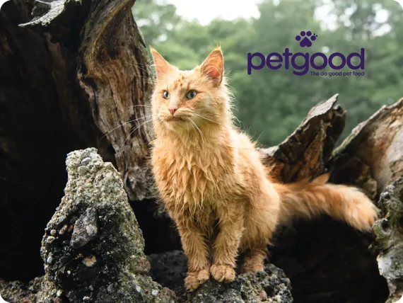 Petgood Australia case study