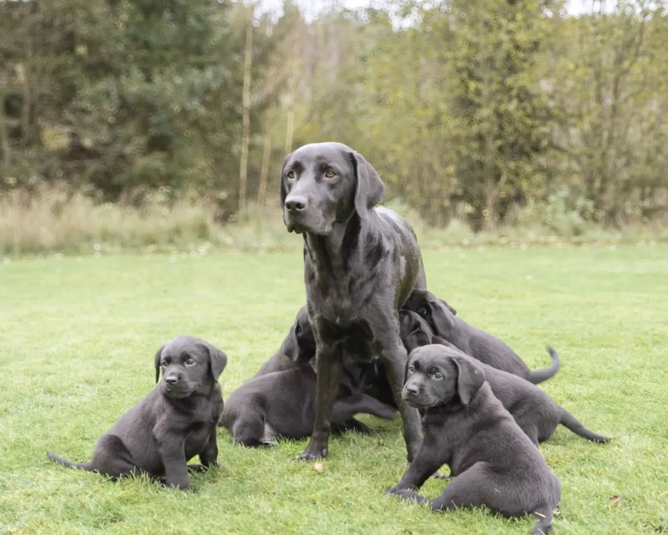 Dog family with puppies on grass