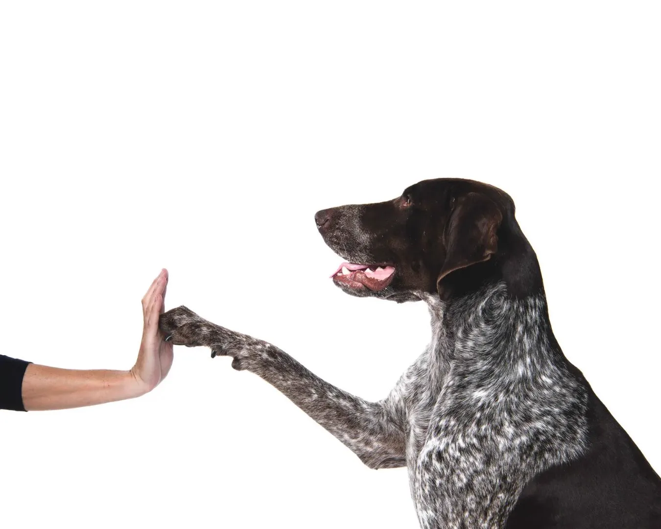 Dog giving high-five to owner